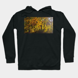 Golden Leaves glowing in the Sun Hoodie